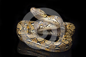 Reticulated Python Python reticulatus isolated on black