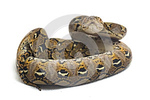 Reticulated Python Python reticulatus isolated on white