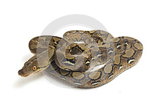 Reticulated Python Python reticulatus isolated on white
