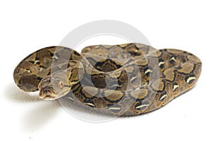Reticulated Python Python reticulatus isolated on white