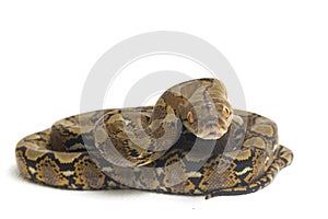 Reticulated Python Python reticulatus isolated on white