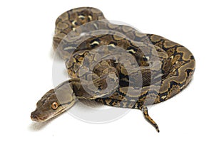 Reticulated Python Python reticulatus isolated on white