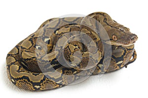 Reticulated Python Python reticulatus isolated on white