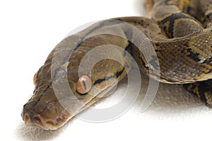 Reticulated Python Python reticulatus isolated on white
