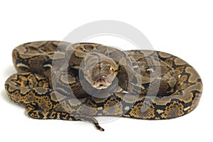 Reticulated Python Python reticulatus isolated on white