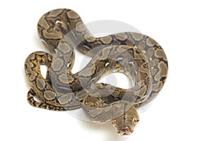 Reticulated Python Python reticulatus isolated on white