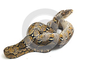 Reticulated Python Python reticulatus isolated on white