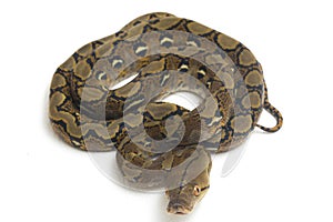 Reticulated Python Python reticulatus isolated on white