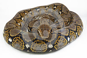 Reticulated Python Python reticulatus