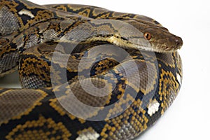 Reticulated Python Python reticulatus