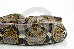Reticulated Python Python reticulatus