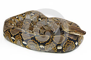 Reticulated Python Python reticulatus