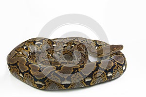 Reticulated Python Python reticulatus