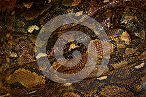 Reticulated python, Python reticulatus, Southeast Asia. World`s longest snakes, art view on nature. Python in nature habitat, Ind