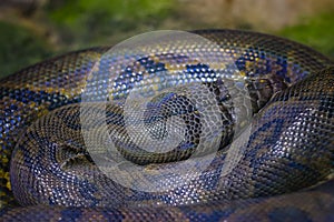The reticulated python Python reticulatus is a species of python found in South Asia and Southeast Asia