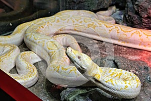 Reticulated Python at Reptiland expo in Bucharest