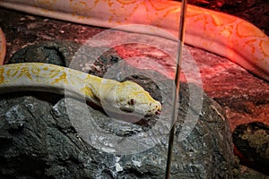 Reticulated Python at Reptiland expo in Bucharest
