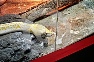 Reticulated Python at Reptiland expo in Bucharest