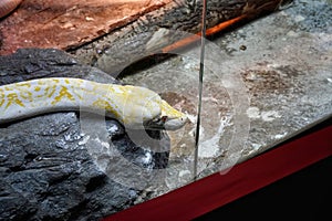 Reticulated Python at Reptiland expo in Bucharest