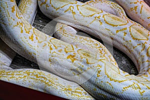 Reticulated Python at Reptiland expo in Bucharest