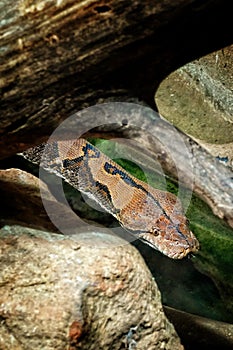 Reticulated Python at Reptiland expo in Bucharest