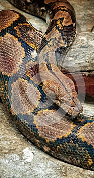 Reticulated Python at Reptiland expo in Bucharest