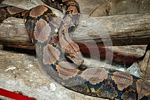 Reticulated Python at Reptiland expo in Bucharest