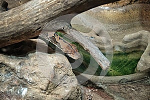Reticulated Python at Reptiland expo in Bucharest