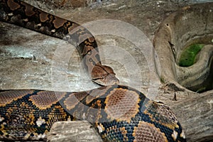 Reticulated Python at Reptiland expo in Bucharest