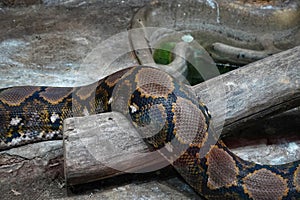 Reticulated Python at Reptiland expo in Bucharest