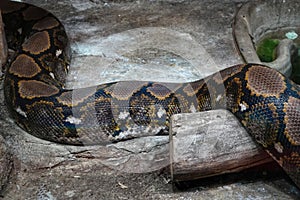 Reticulated Python at Reptiland expo in Bucharest