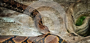 Reticulated Python at Reptiland expo in Bucharest