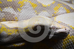 A Reticulated Python