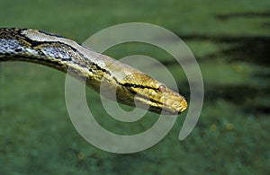 Reticulated Python, python reticulatus, Head photo