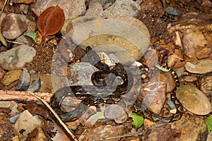 Reticulated python in the river