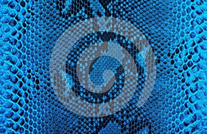 Reticulated python skin as background. Blue snake skin