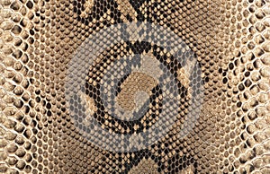 Reticulated python skin as background.