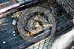 Reticulated python snake in cages of Zoo and Aquarium Bueng Chawak Chalermphrakiat for thai people and foreign travelers travel