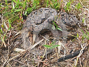 Reticulated python snake close up on the ground