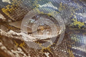 Reticulated python Snake. The head of a huge Python.