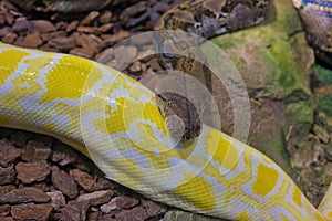 Reticulated python snake with head raised. Tropical fauna.
