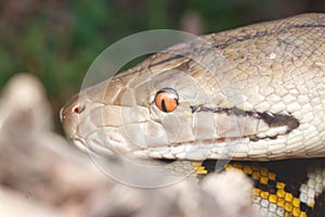 Reticulated python snake head shot.