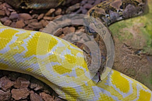 Reticulated python snake with protruding tongue. Tropical fauna.