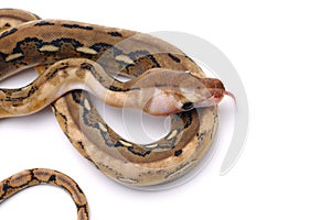 Reticulated python isolated on white background