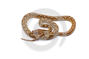 Reticulated python isolated on white background