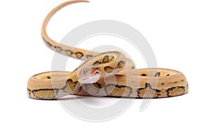 Reticulated python isolated on white background