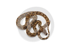 Reticulated python isolated on white background