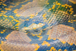 Reticulated python snake skin texture for background. The reticulated python (Malayopython reticulatus) is a snake species in the