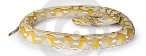 Reticulated python snake on white background