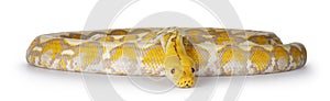 Reticulated python snake on white background